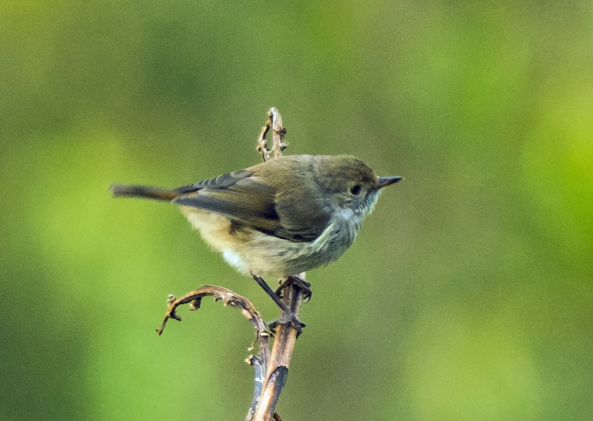 Tasmanian Thornbill - ML627749837