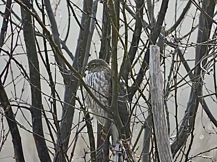 Sharp-shinned Hawk - ML627749865