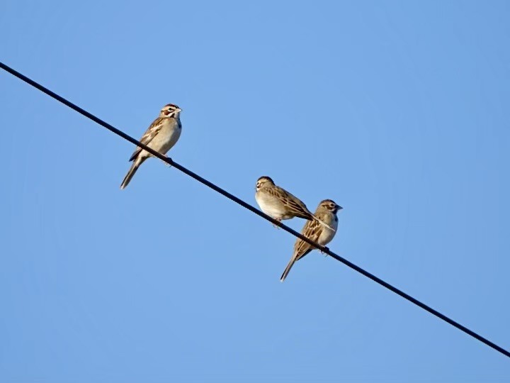 Lark Sparrow - ML627749877