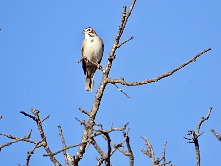 Lark Sparrow - ML627749878