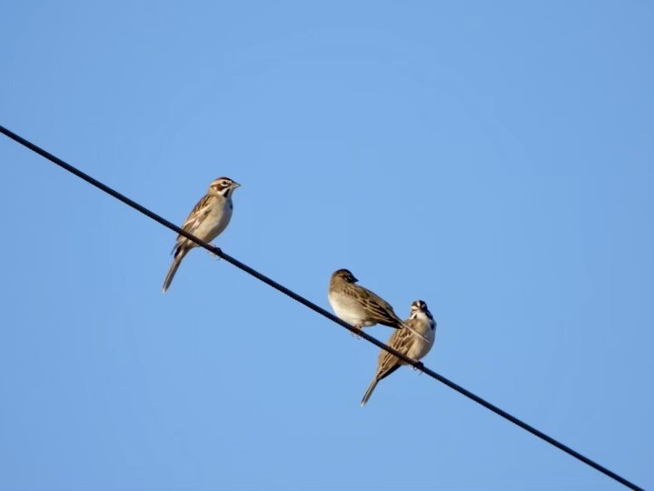 Lark Sparrow - ML627749879