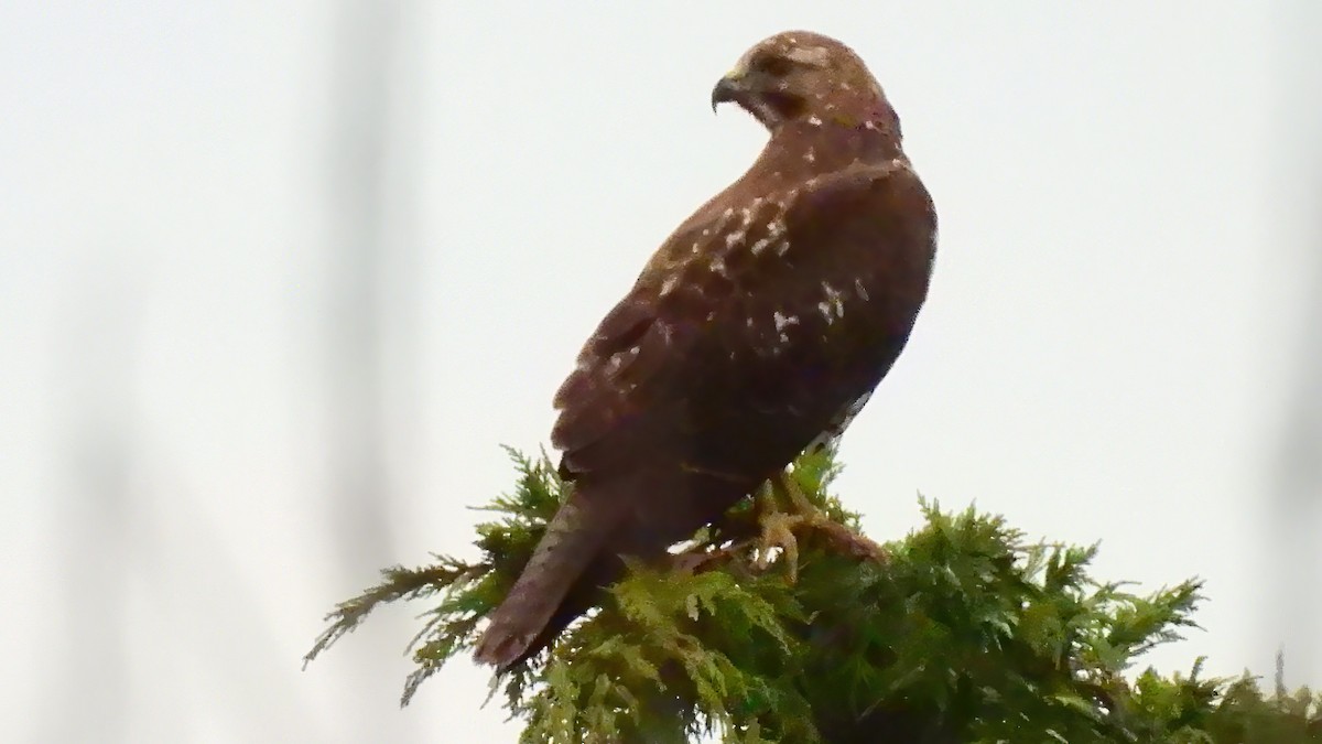 Red-tailed Hawk - ML627749971