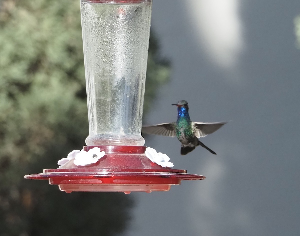 Broad-billed Hummingbird - ML627749996