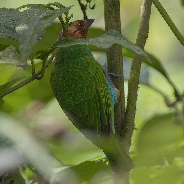 Bay-headed Tanager - ML627750037