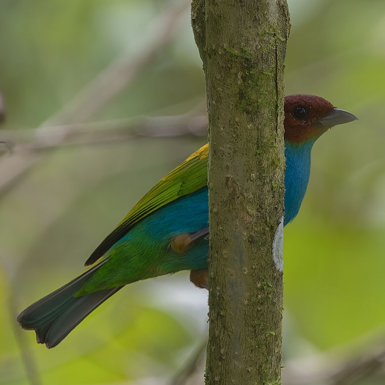 Bay-headed Tanager - ML627750038