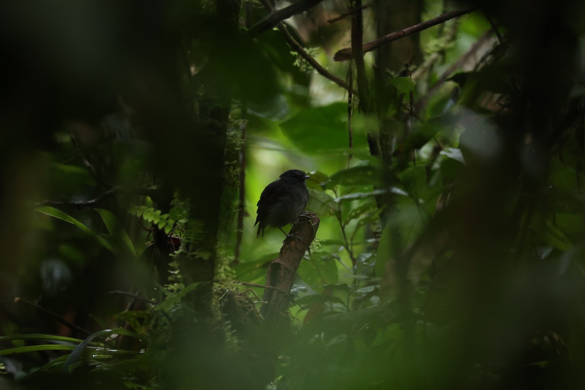 Slaty Gnateater - ML627750058