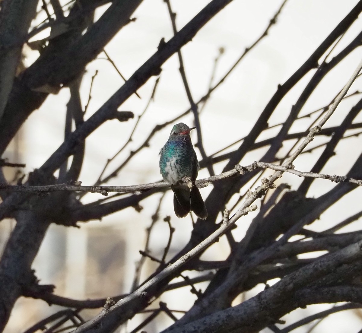 Broad-billed Hummingbird - ML627750065