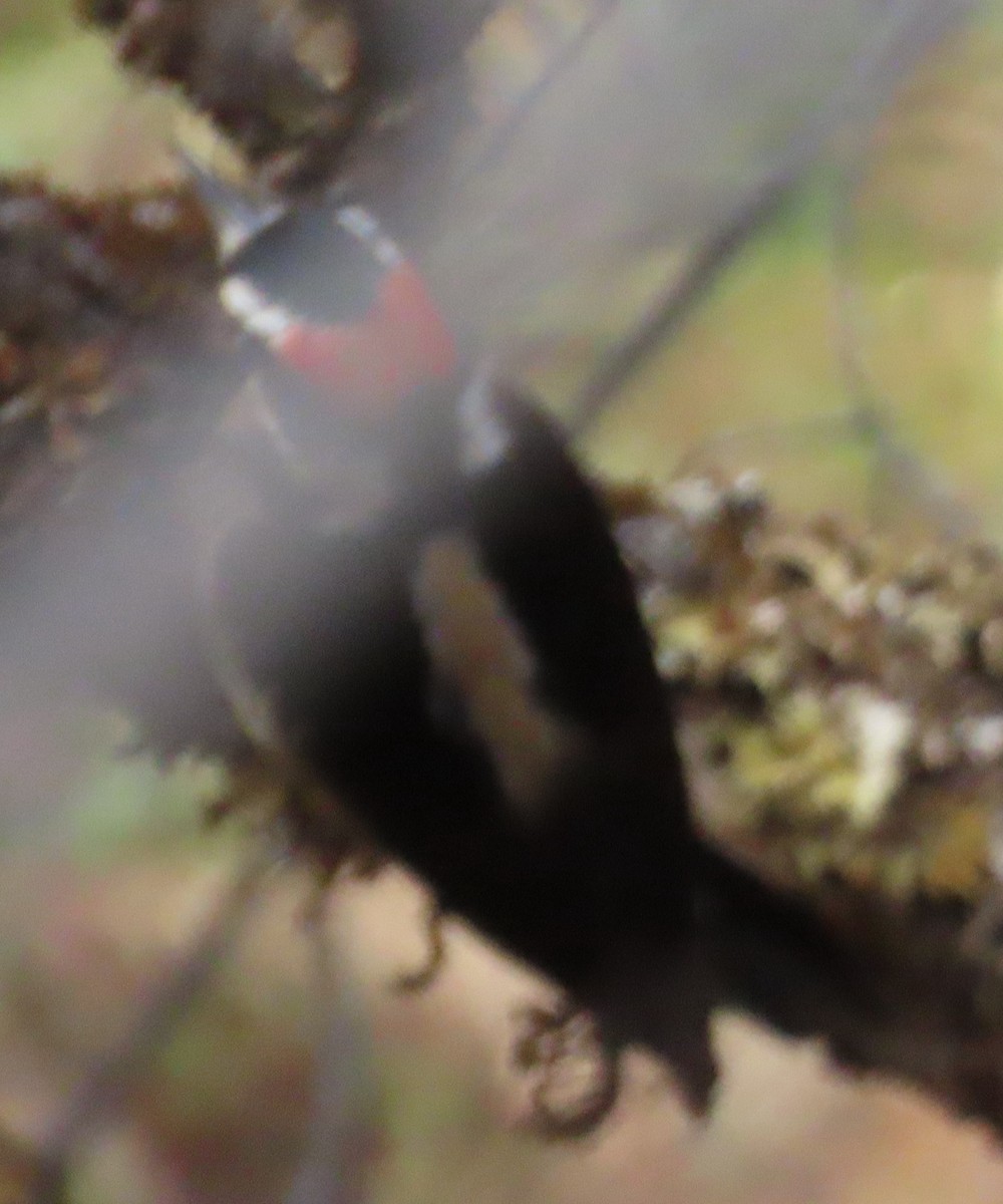 Hairy Woodpecker - ML627750074