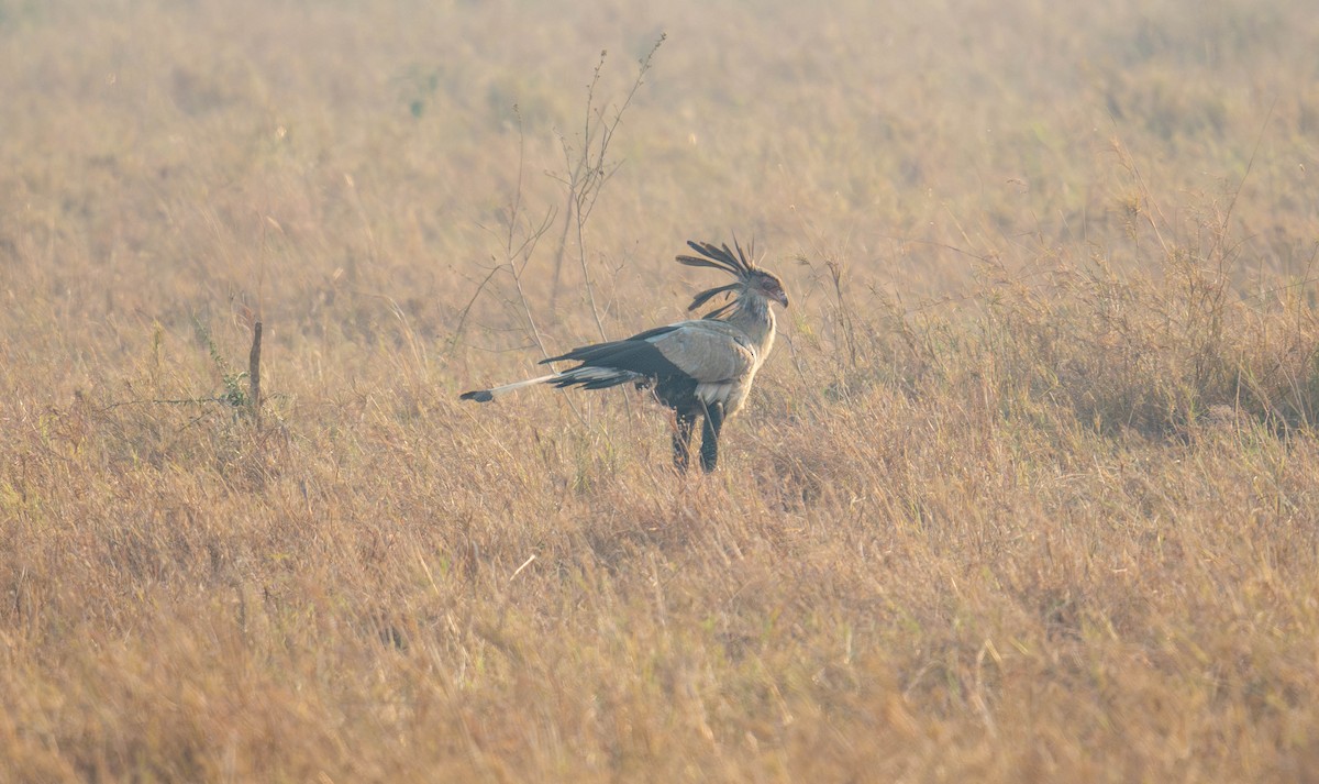 Secretarybird - ML627750084