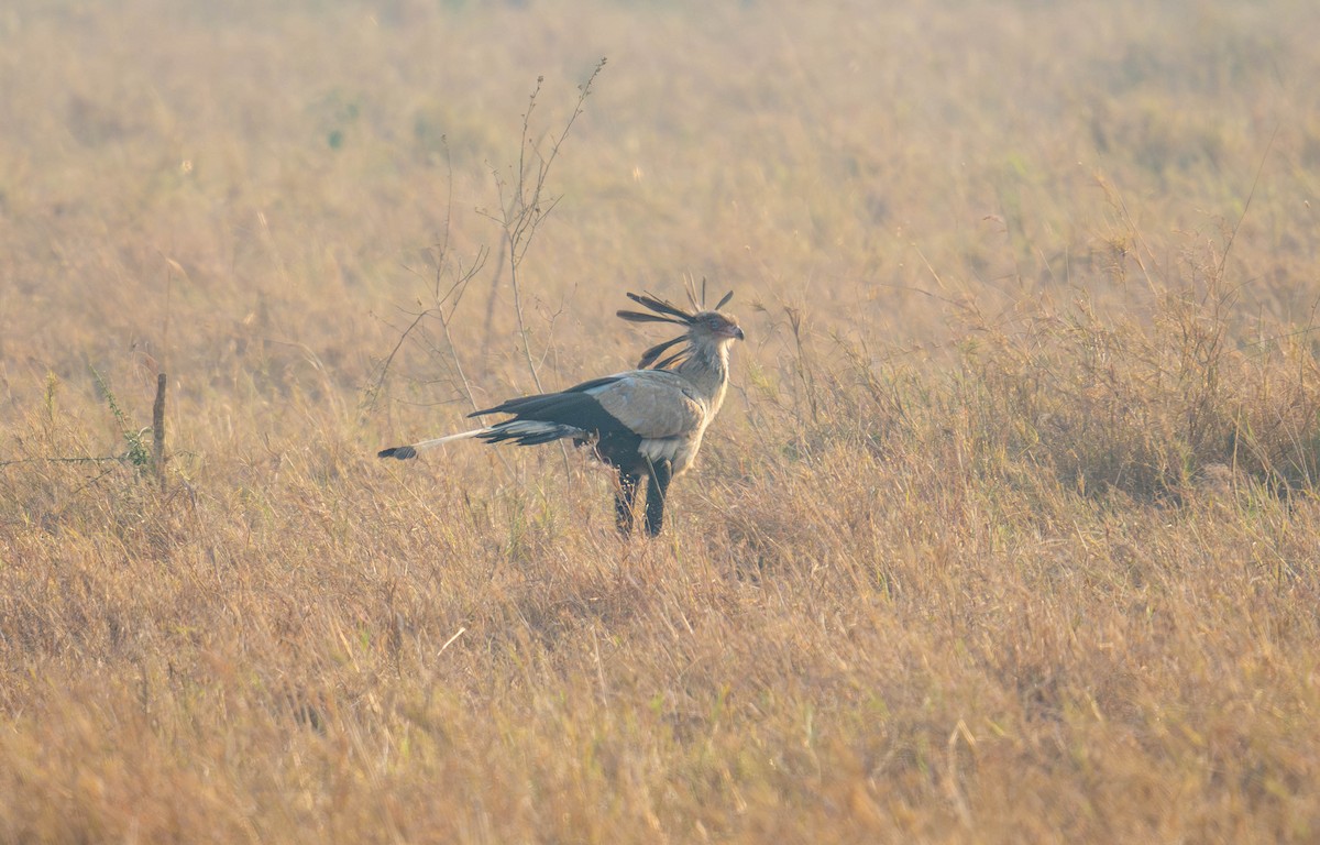 Secretarybird - ML627750085