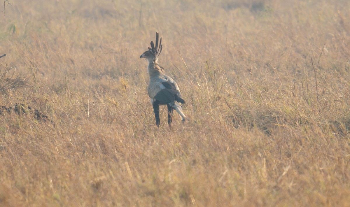 Secretarybird - ML627750086