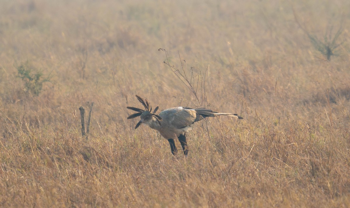 Secretarybird - ML627750087