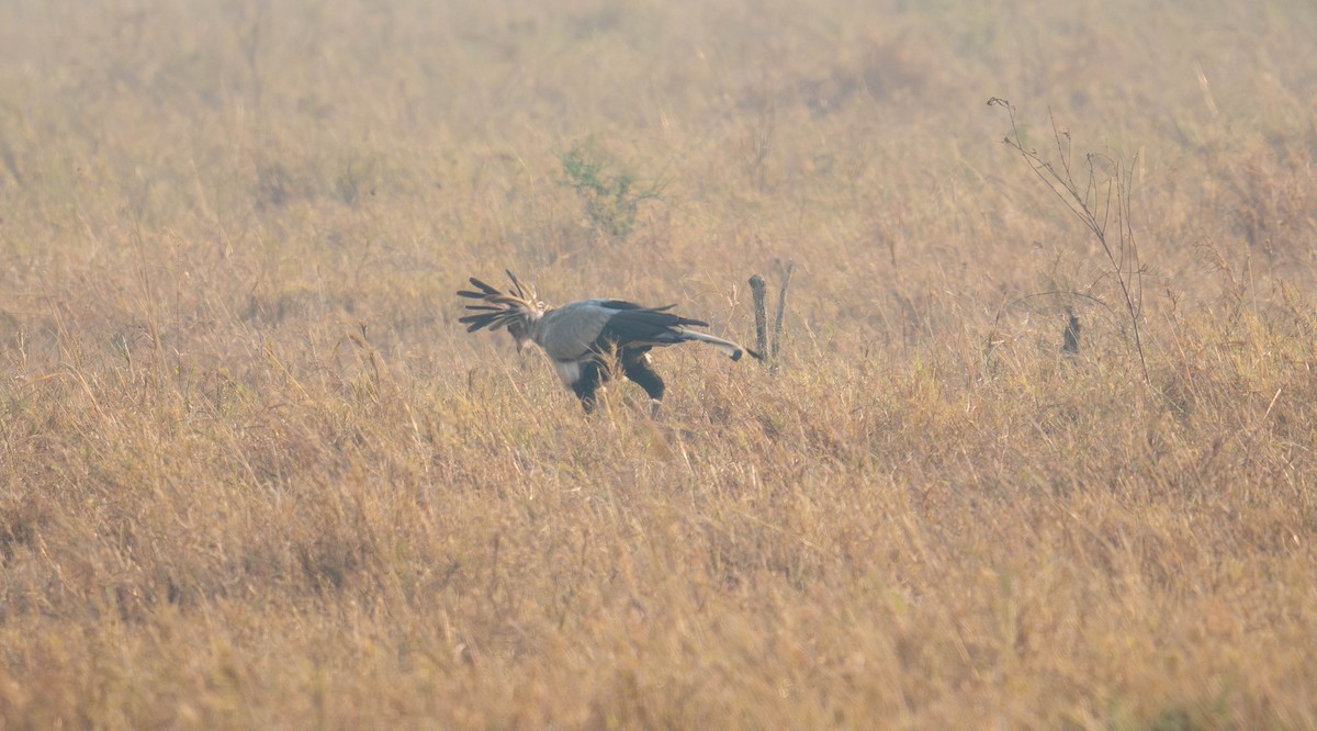 Secretarybird - ML627750088