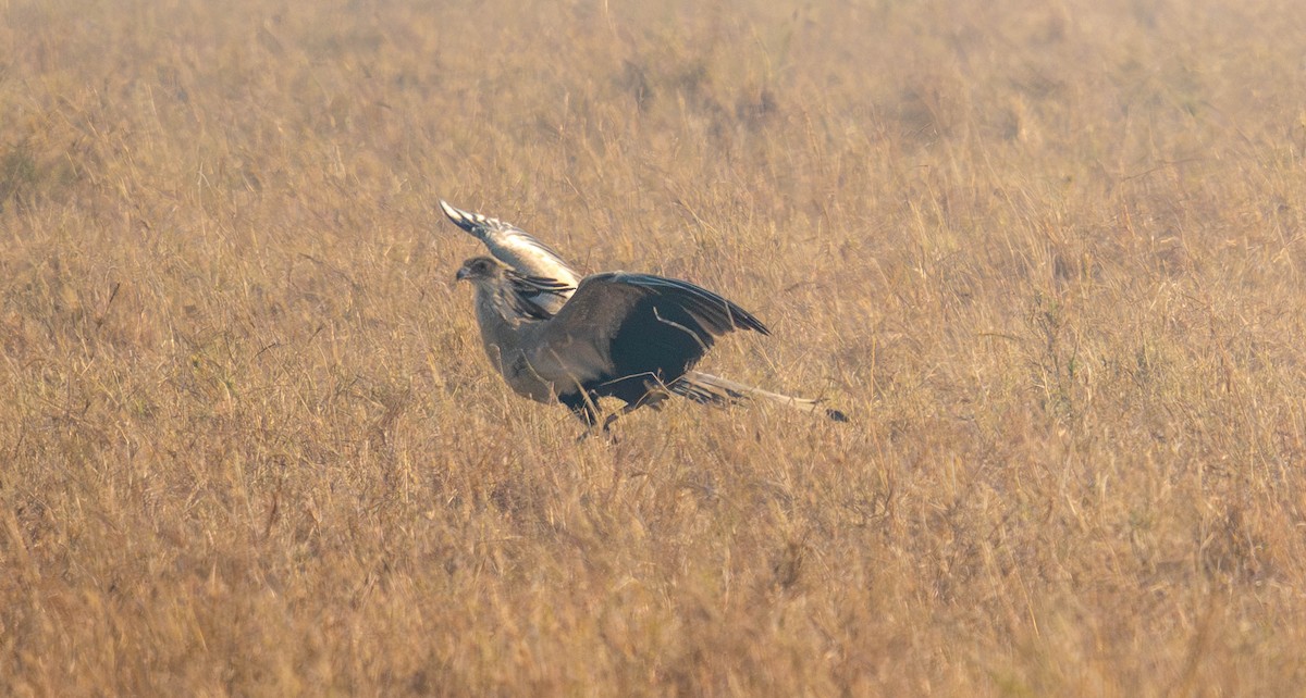 Secretarybird - ML627750089