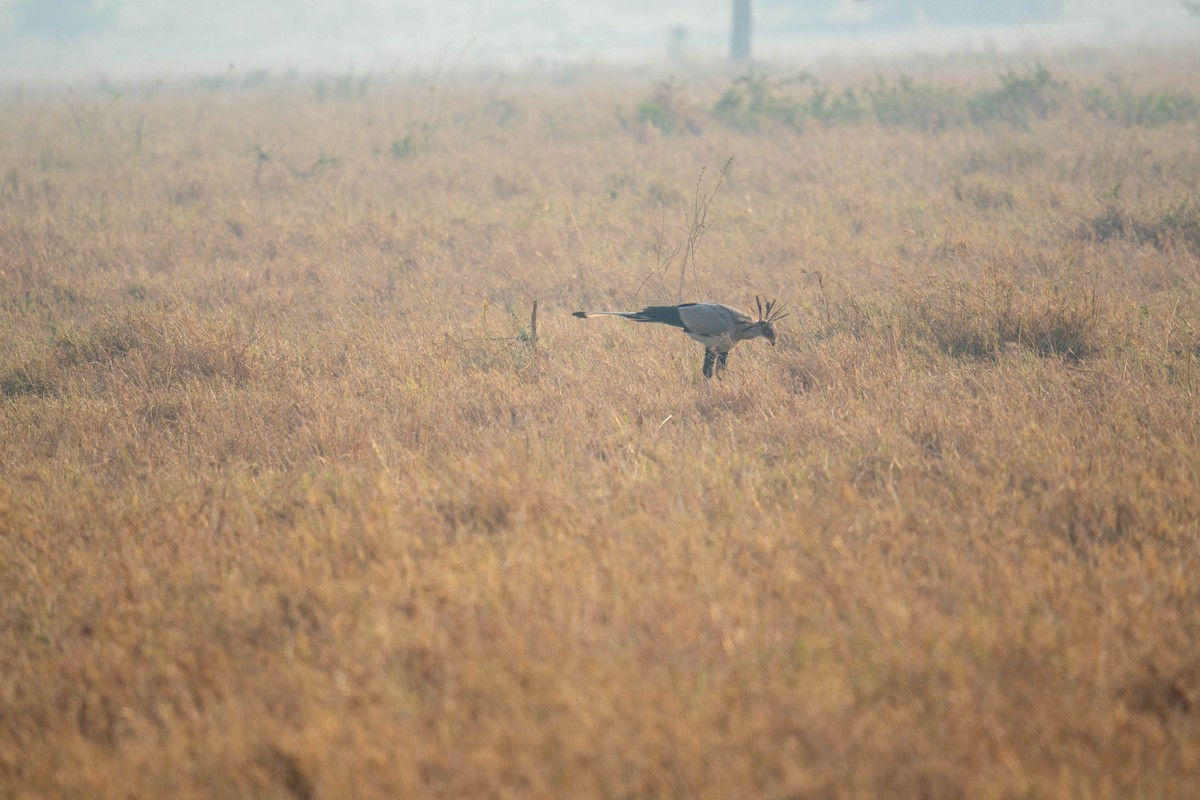 Secretarybird - ML627750090