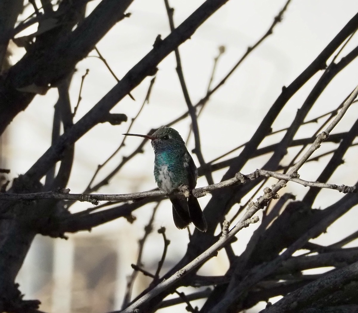 Broad-billed Hummingbird - ML627750102