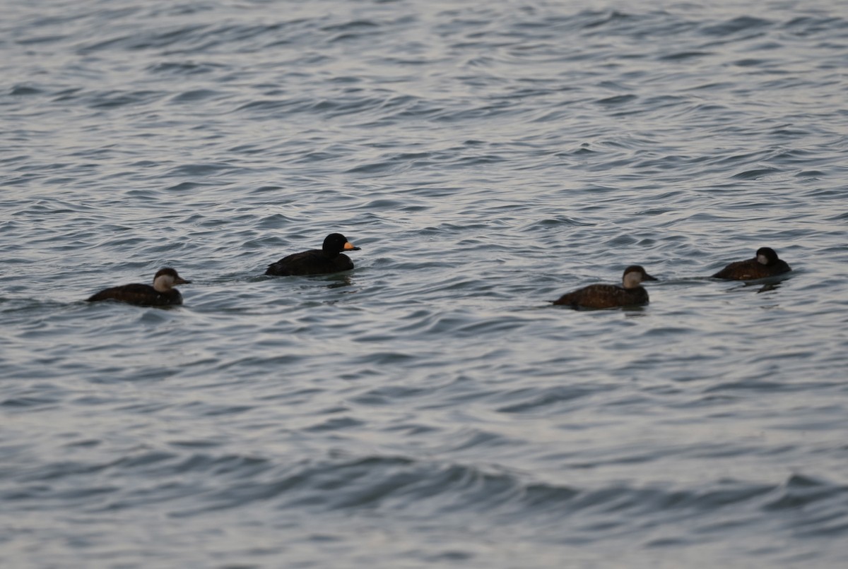 Black Scoter - ML627750111