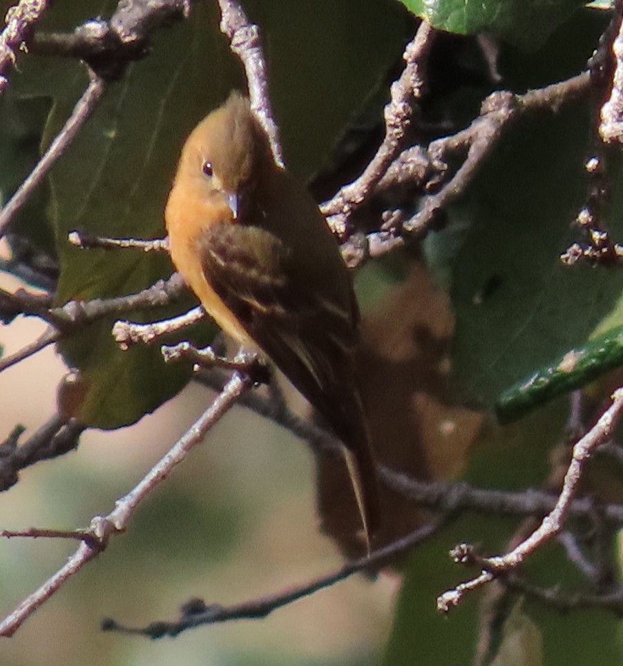 Tufted Flycatcher - ML627750116