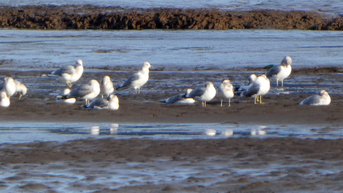 Short-billed Gull - ML627750117