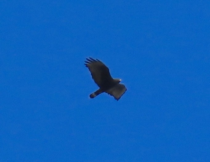 Zone-tailed Hawk - ML627750164