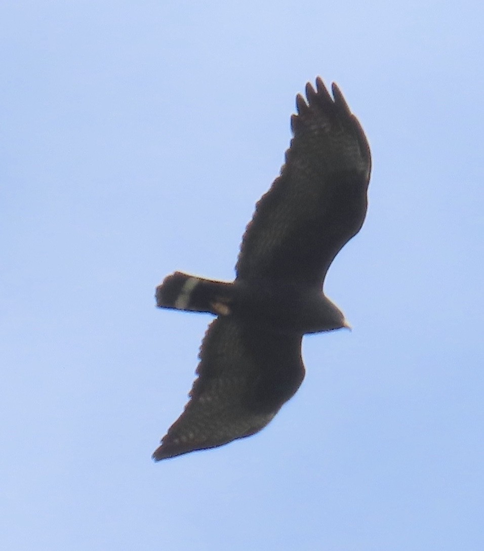 Zone-tailed Hawk - ML627750165