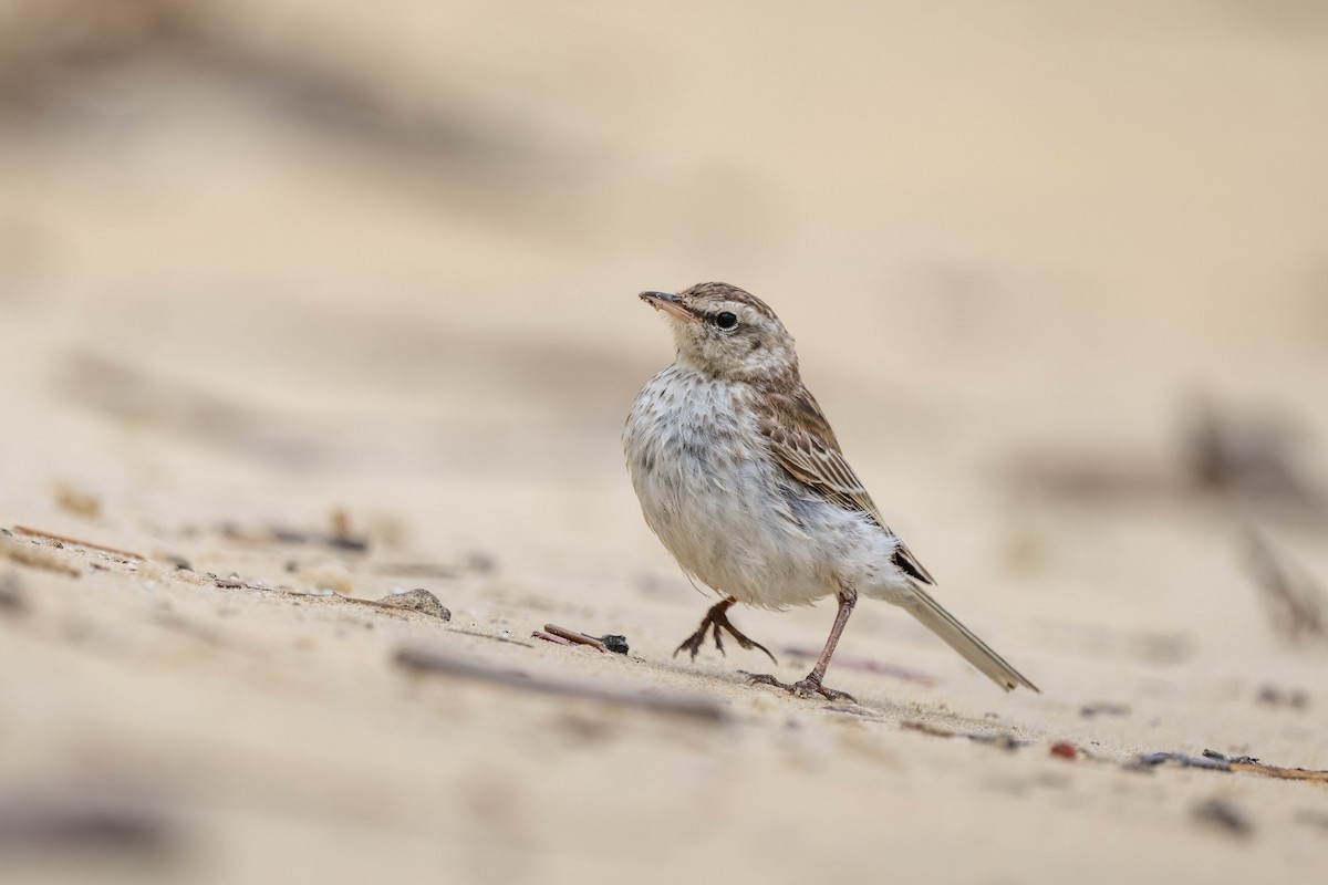 New Zealand Pipit - ML627750166