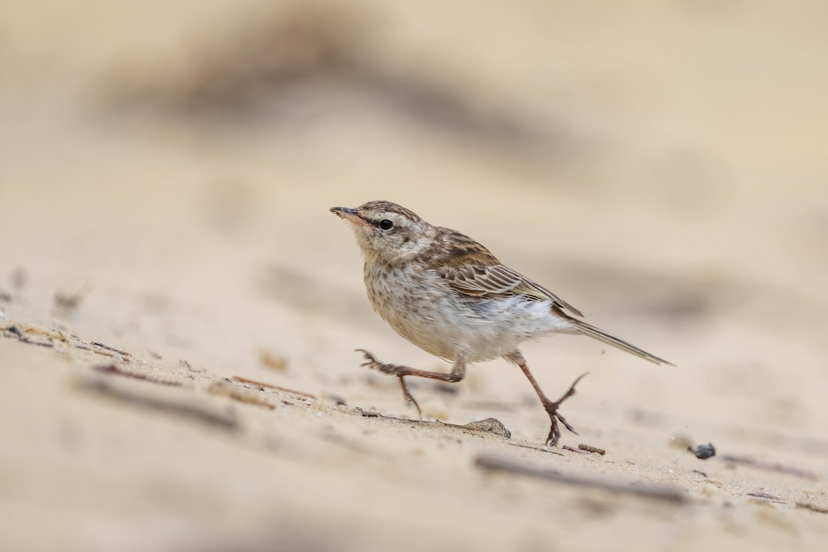 New Zealand Pipit - ML627750167