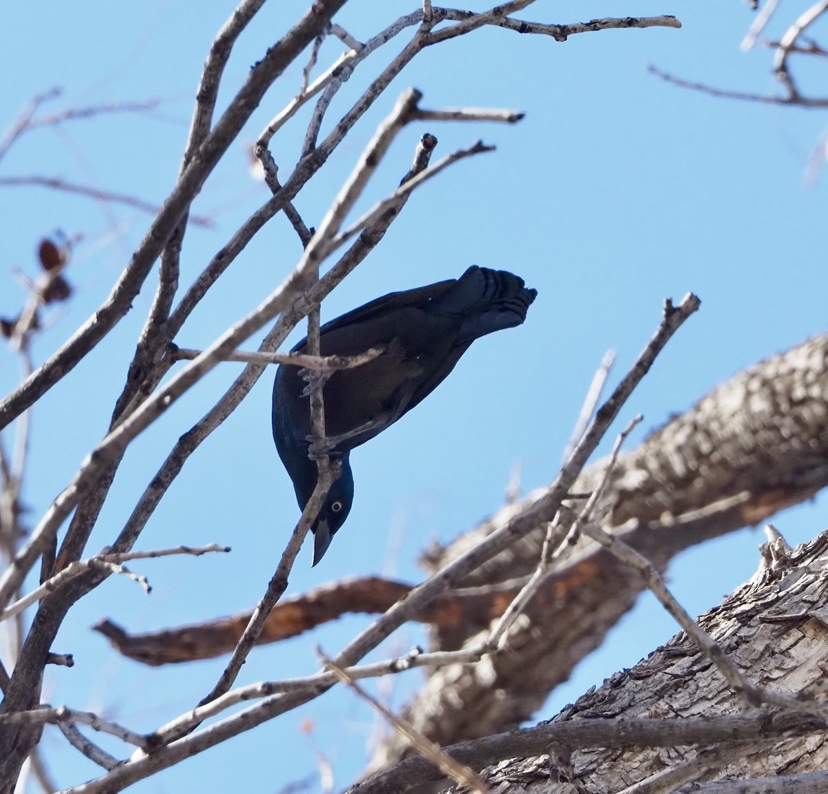 Common Grackle - ML627750174