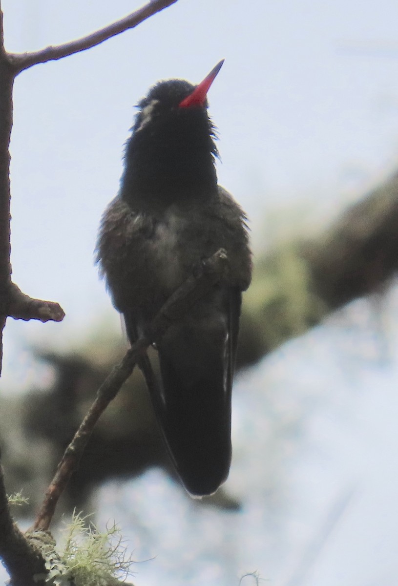 White-eared Hummingbird - ML627750188