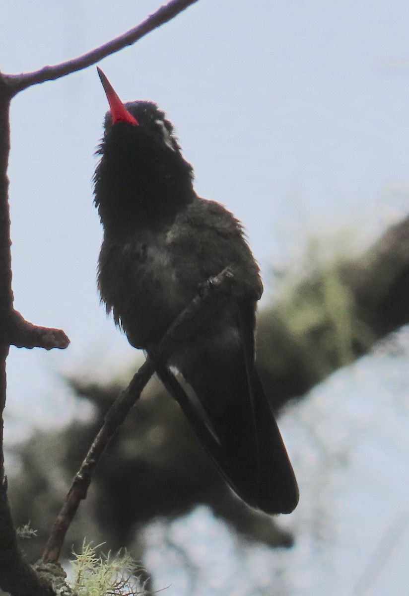 White-eared Hummingbird - ML627750189