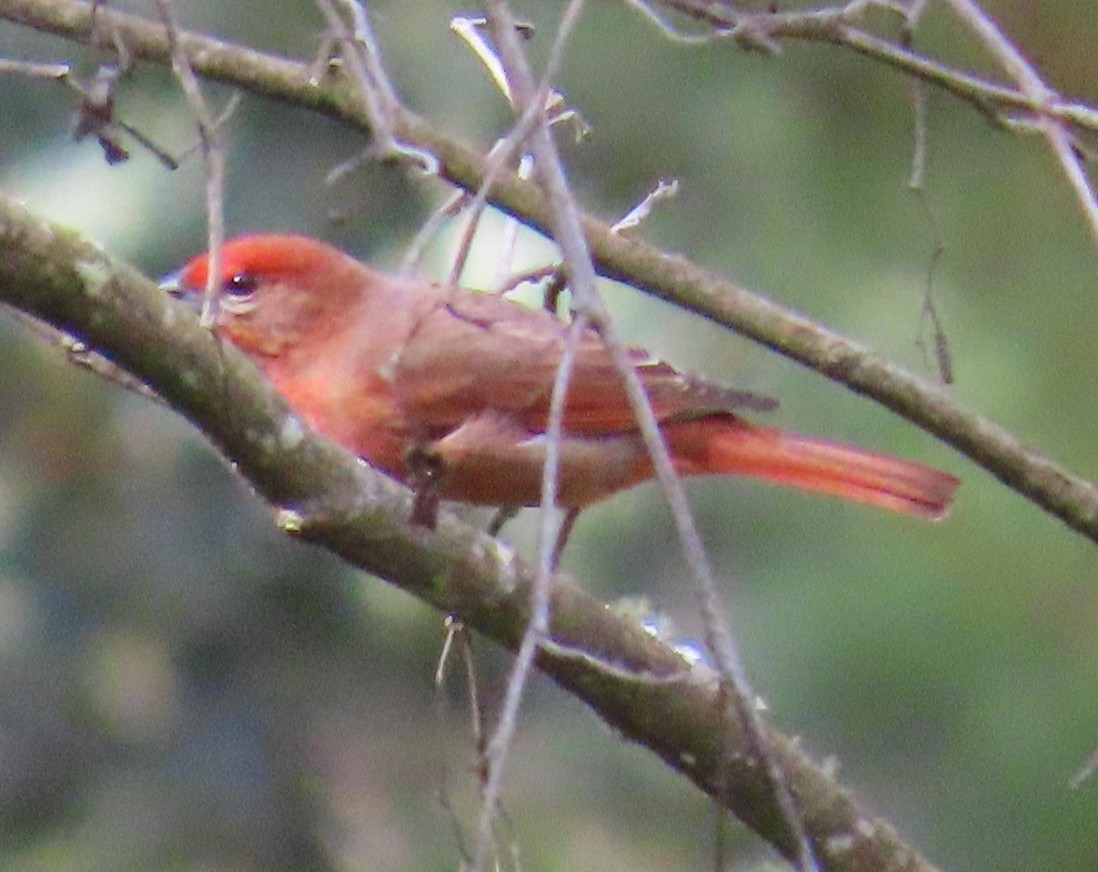 Hepatic Tanager - ML627750240