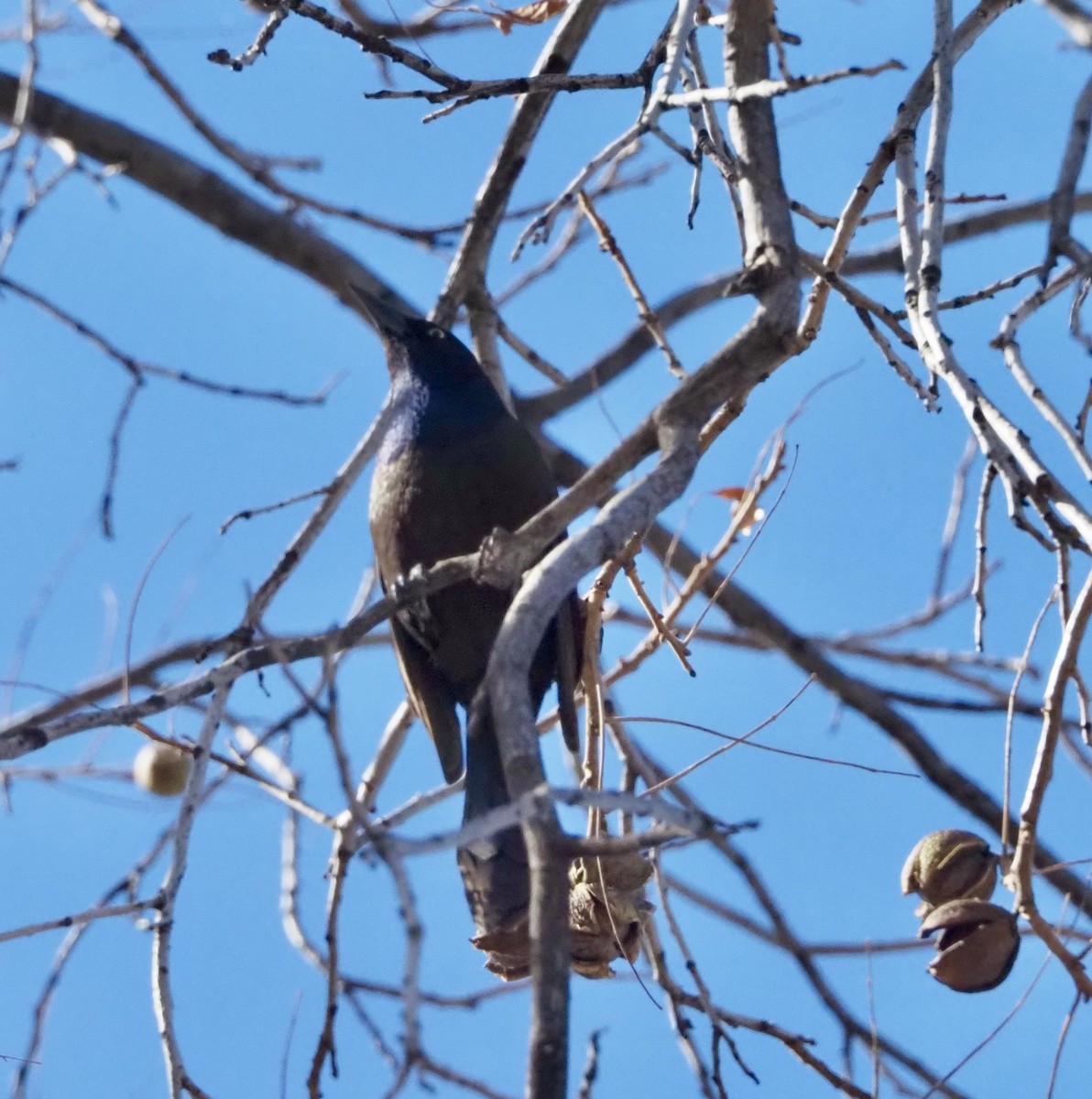 Common Grackle - ML627750247