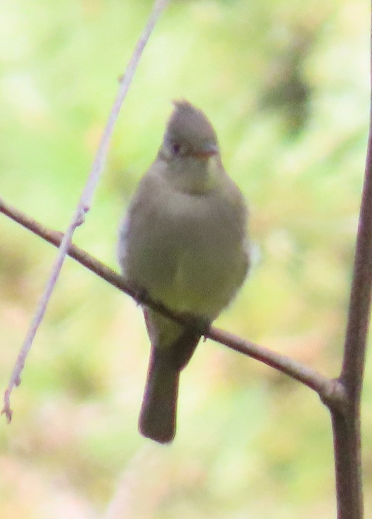 Greater Pewee - ML627750250