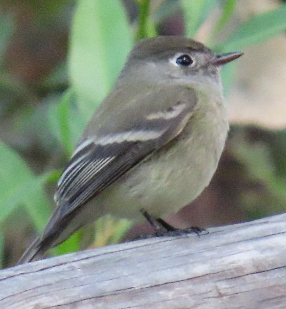 Hammond's Flycatcher - ML627750275