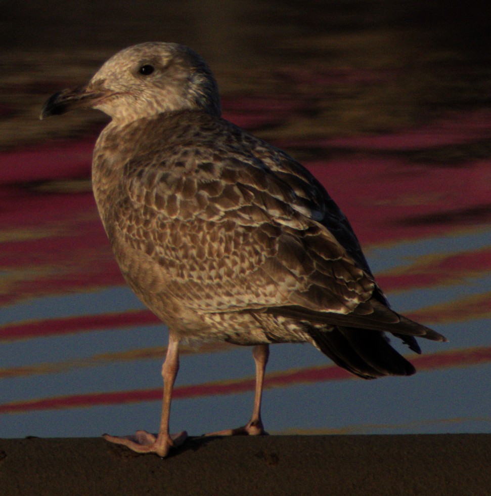 American Herring Gull - ML627750286