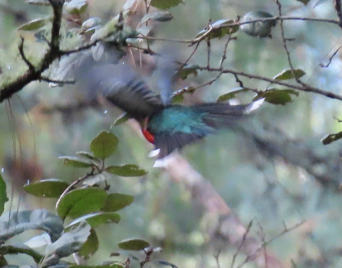 Mountain Trogon - ML627750302