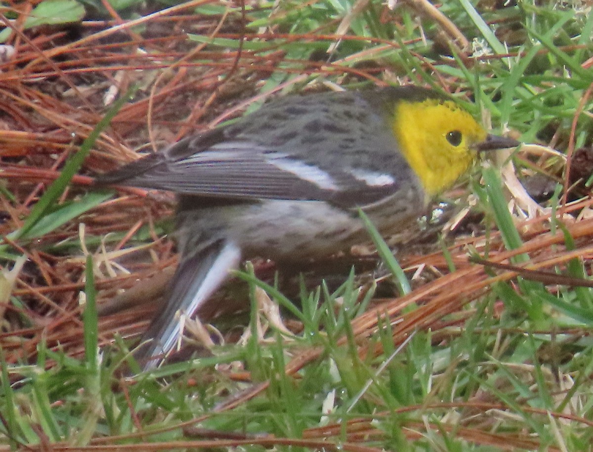 Hermit Warbler - ML627750341