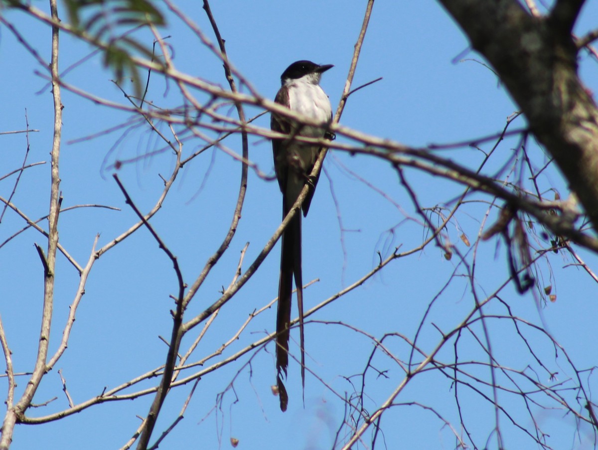 Fork-tailed Flycatcher - ML627750348