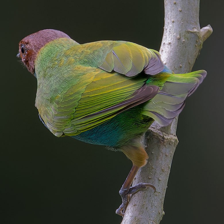 Bay-headed Tanager - ML627750361