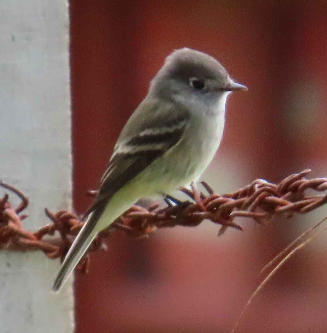 Hammond's Flycatcher - ML627750365