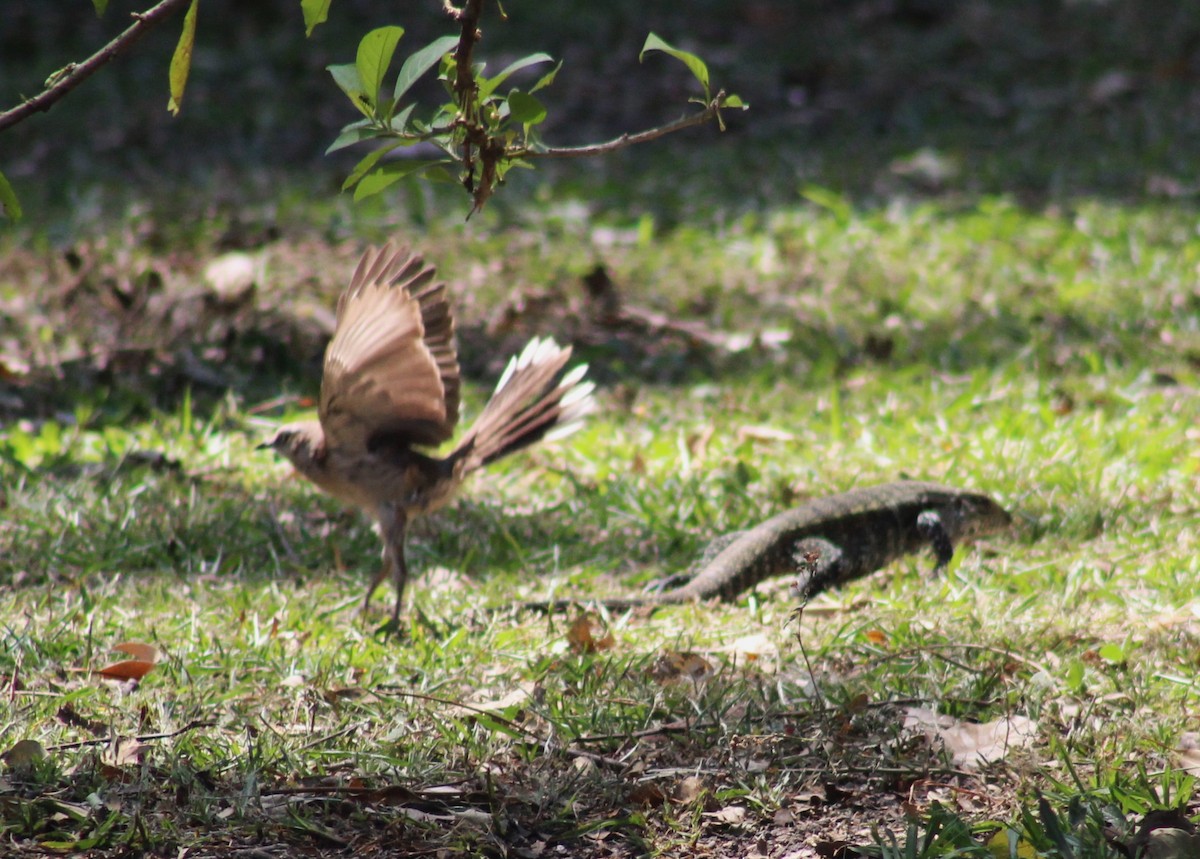 Chalk-browed Mockingbird - ML627750369