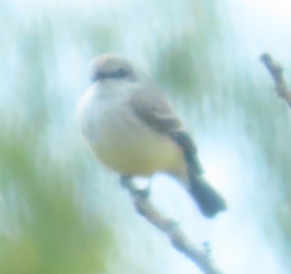 Vermilion Flycatcher - ML627750397