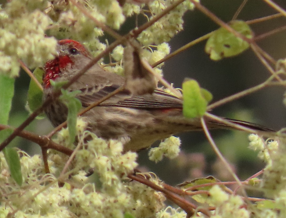 House Finch - ML627750423