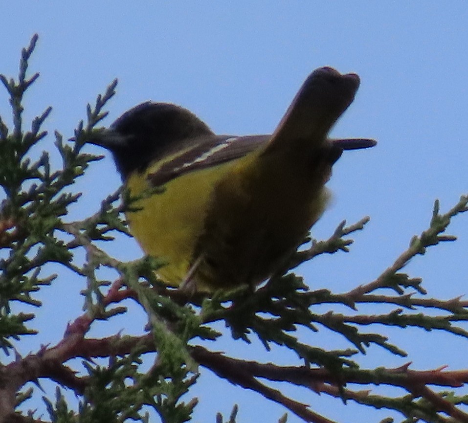 Audubon's Oriole - ML627750434