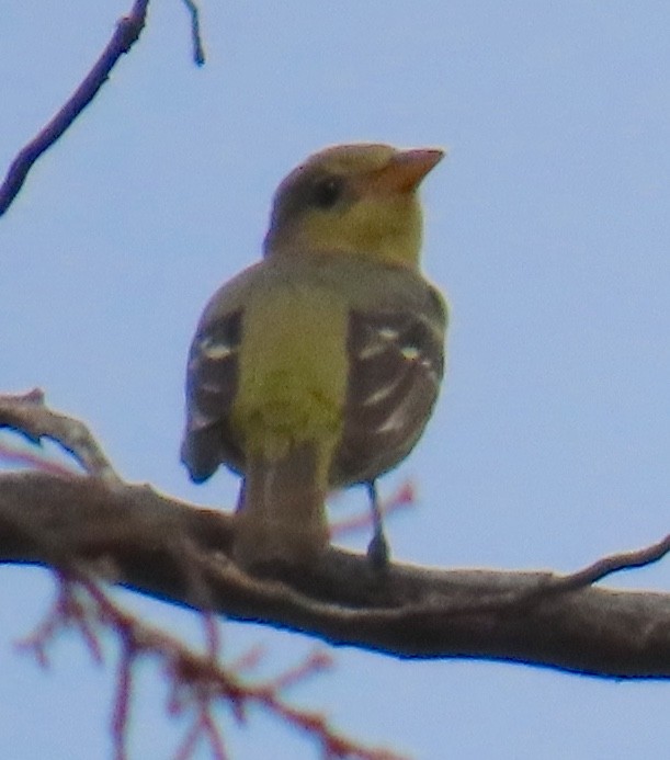 Western Tanager - ML627750477