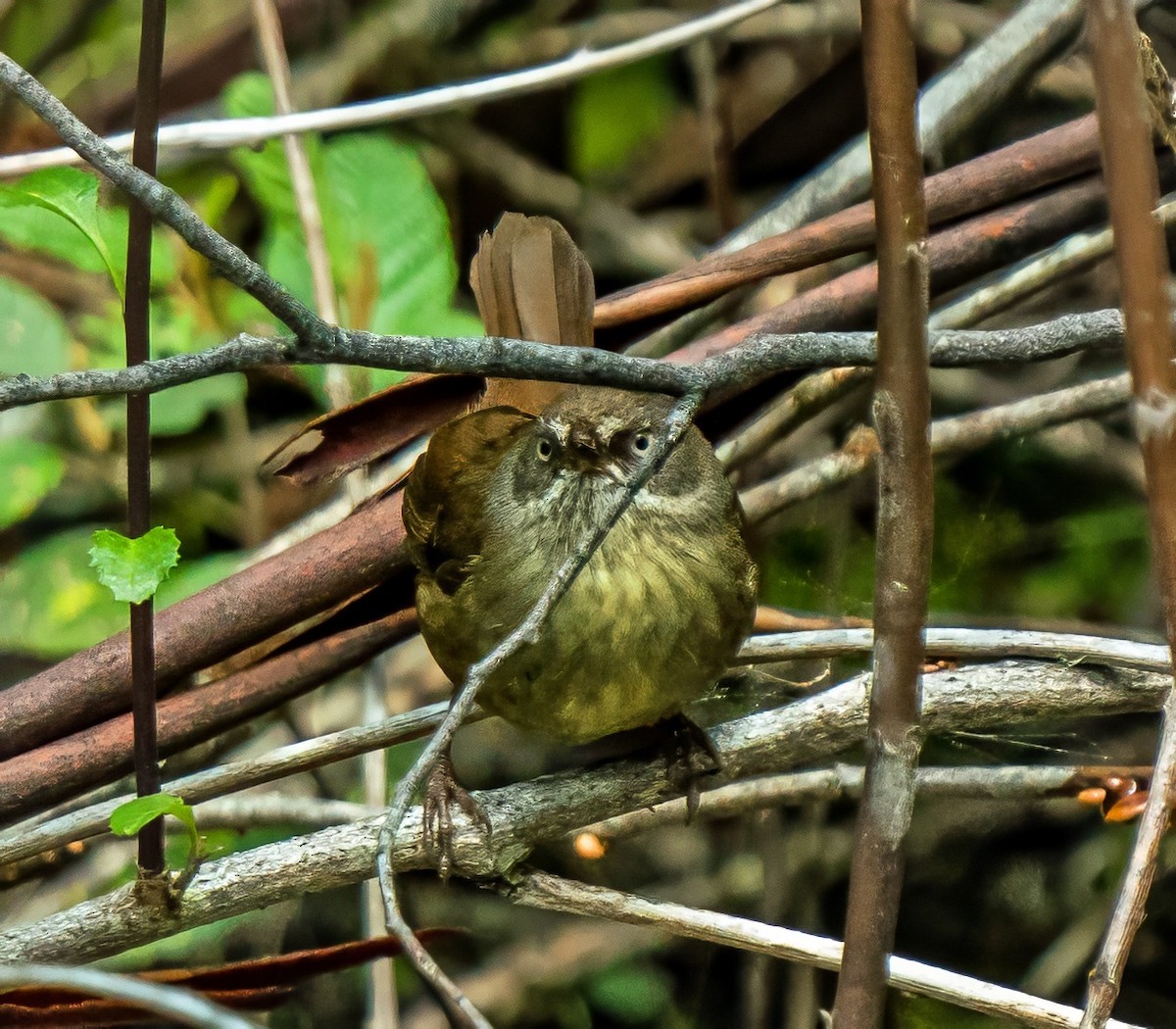 Tasmanian Scrubwren - ML627750484