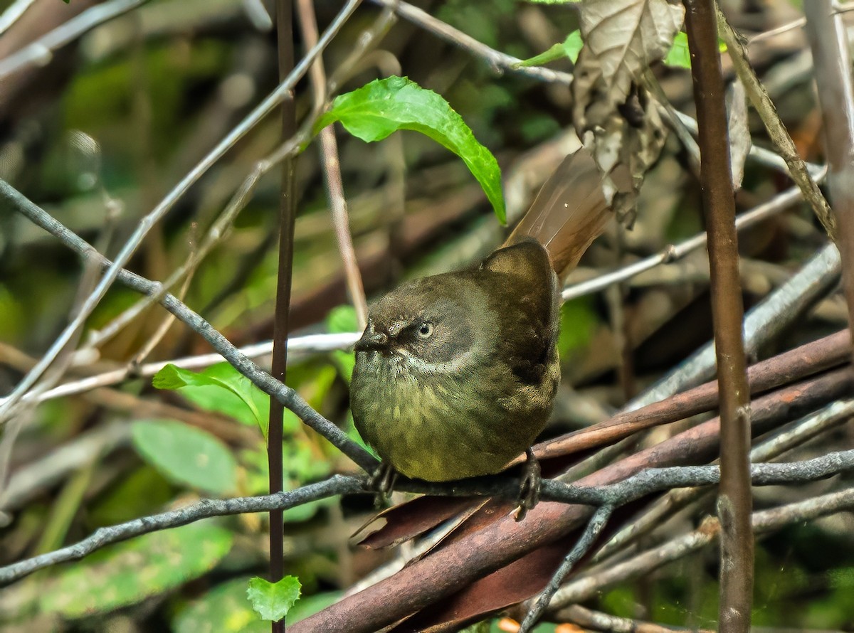 Tasmanian Scrubwren - ML627750485