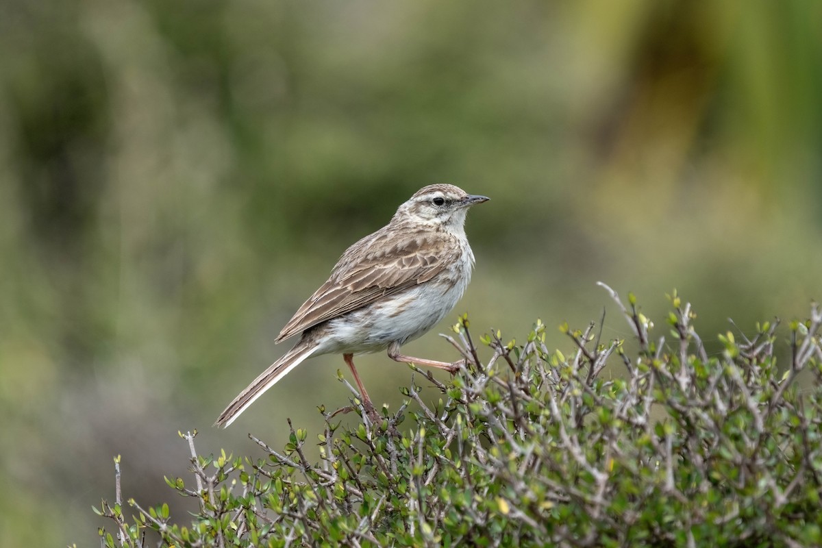 New Zealand Pipit - ML627750495