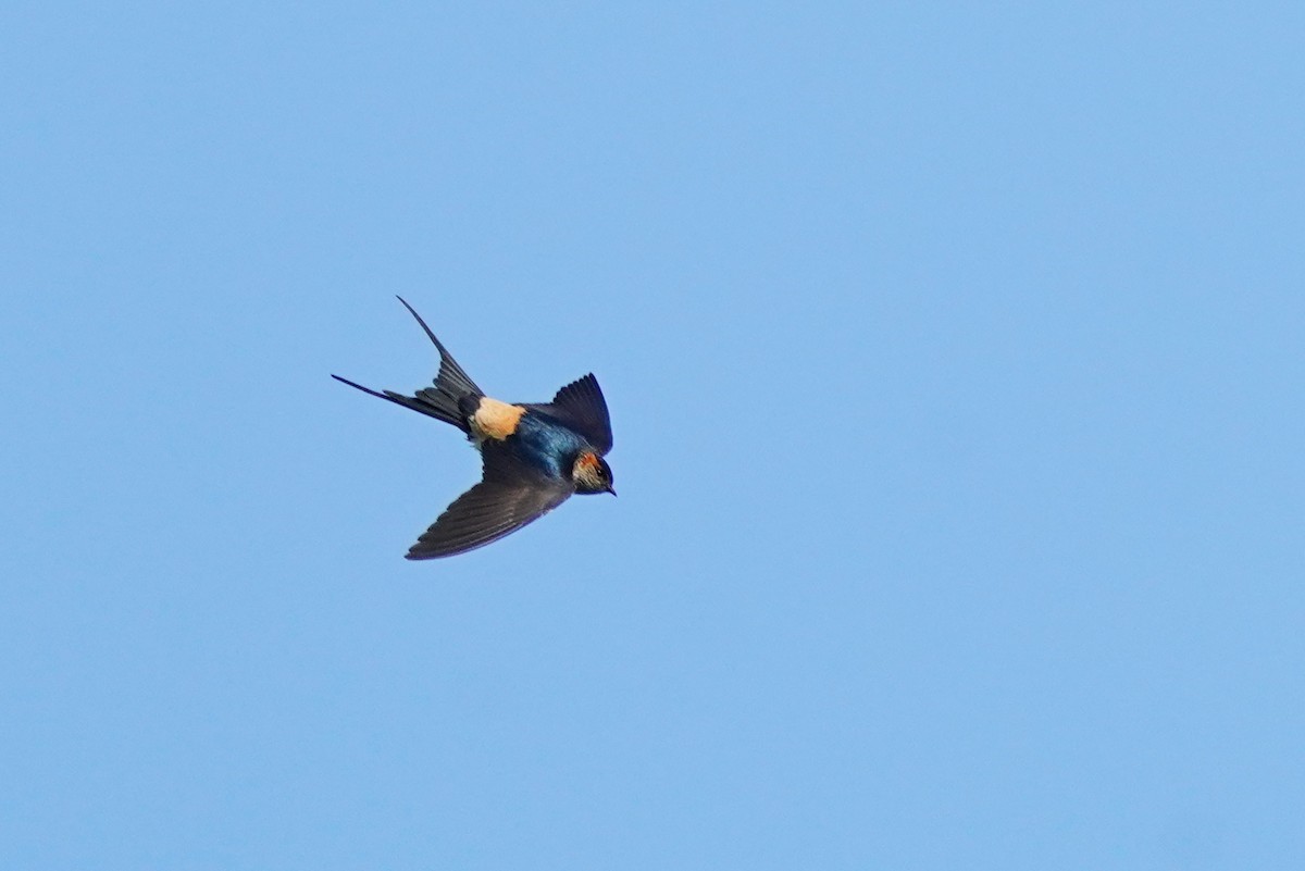 Eastern Red-rumped Swallow (Striated) - ML627750499