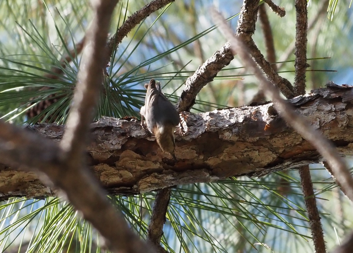 Brown-headed Nuthatch - ML627750512